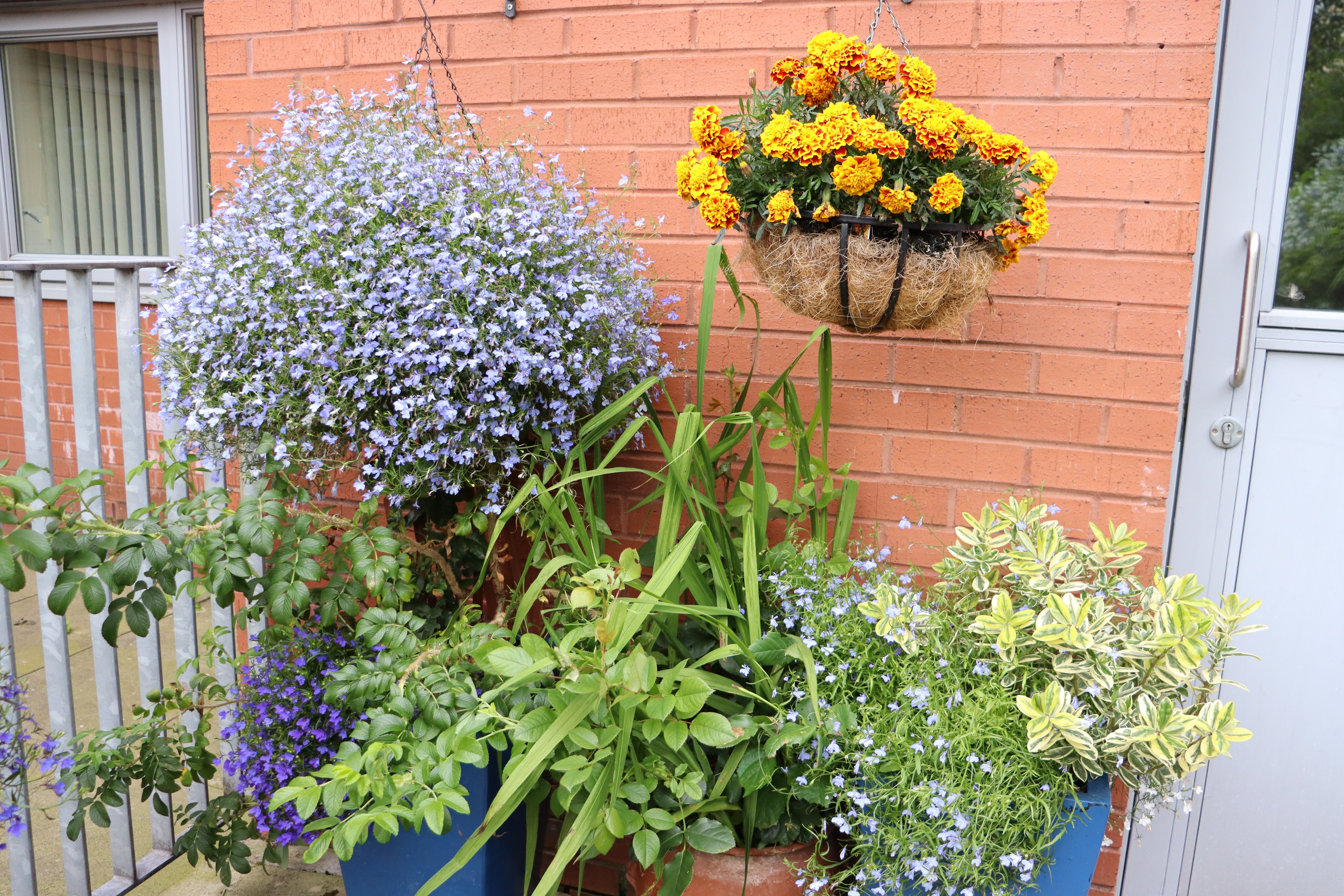 Mathieson Terrace winning garden in bloom