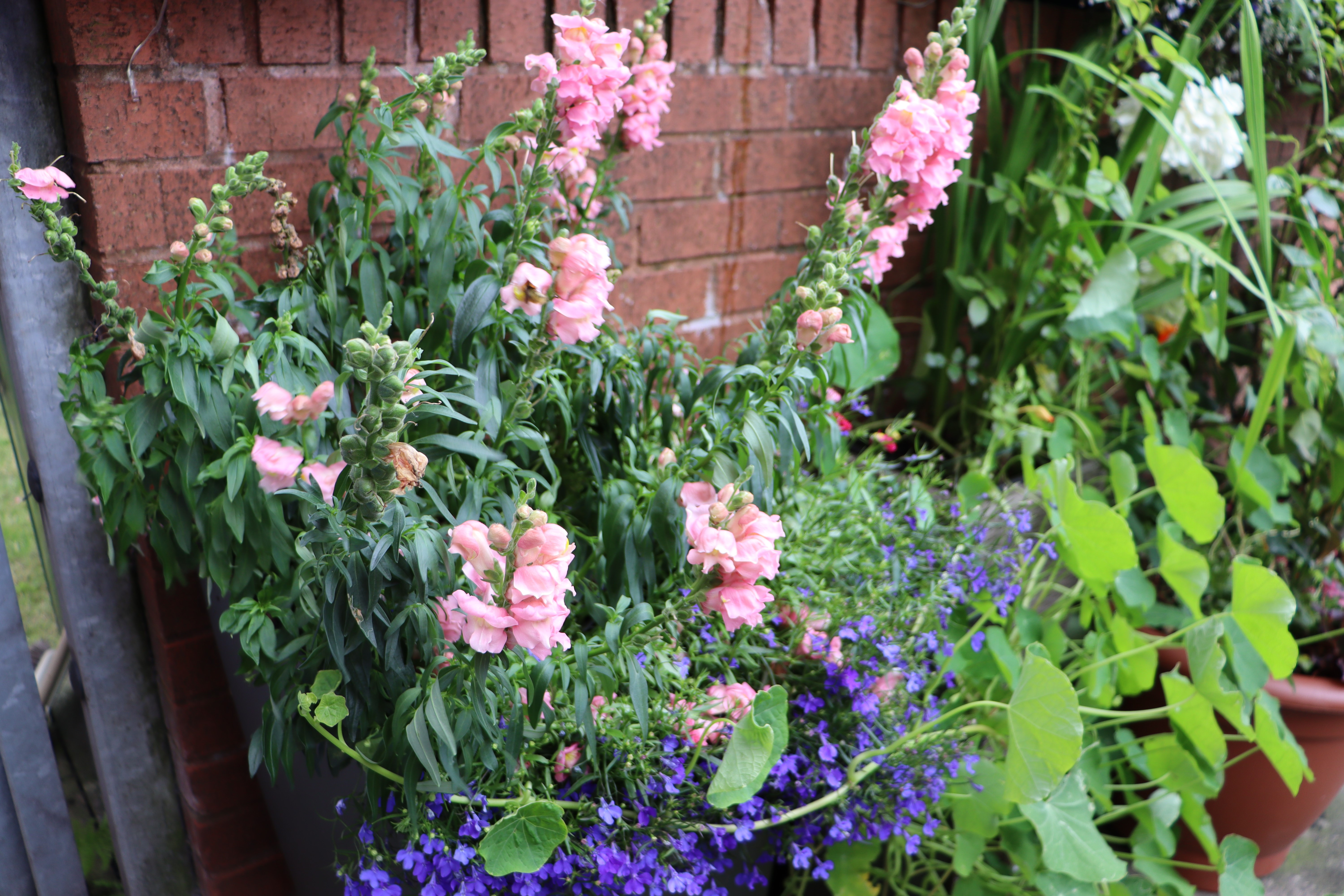 pink and purple flowers in mathieson terrace